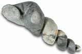 Devonian Fossil Gastropod Internal Mold - Issoumour, Morocco #282736-1